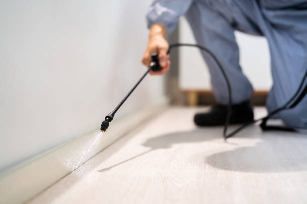Professional exterminator conducting IPM assessment in Kahuku